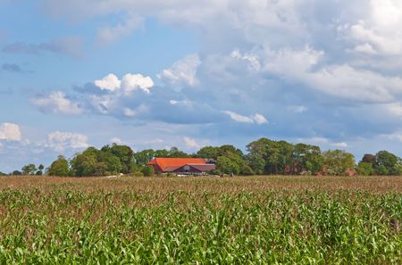 Cornfield with Farmの写真素材