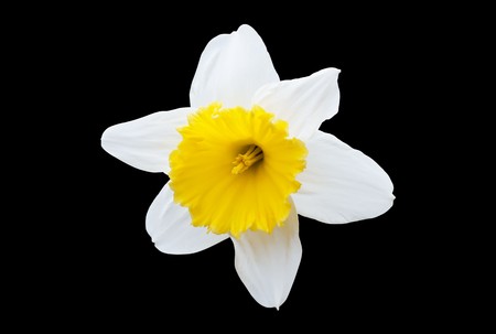White Daffodilの写真素材