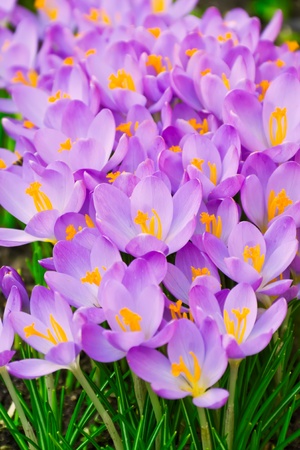Purple Crocusの写真素材