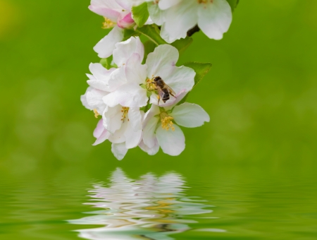 Apple Blossomの写真素材