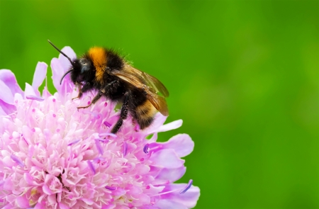 Bumble bee