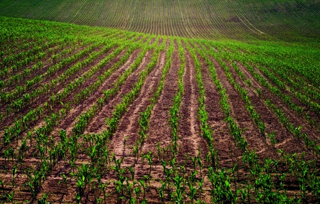 Evening field of young corn sproutsの写真素材