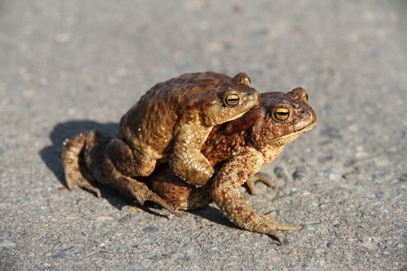 Two frogs. One sits on the other. Frogs crawl through asphalted road.の写真素材