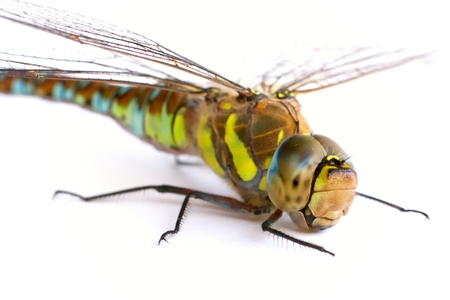 Dragonfly on a white background. Isolate. の写真素材