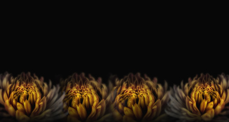 Dahlia flower on black background