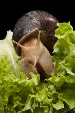 Giant african snail crawling on lettuceの写真素材