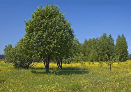 Summer spring fields and  alleyの写真素材