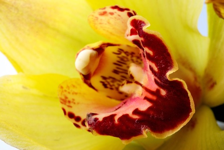 Yellow orchid closeup. Abstract backgroundの写真素材