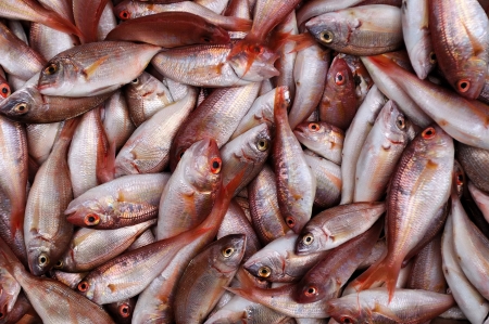 Fresh red sea bream fish background  Photographed in the Israeli marketの写真素材