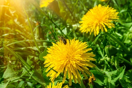 Honey bee collecting pollen on a yellow dandelionの写真素材