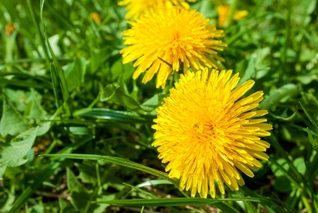 Close up of a yellow dandelions groupの写真素材