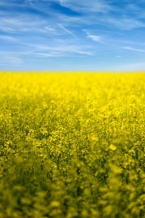 Landscape of rapeseed field flowers in bloom with blue sky and cloudsの写真素材