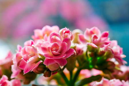Close up of Kalanchoe flower blossomsの写真素材