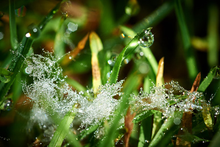 Drops of dew on the green grass and poplar fluff at summer morning lightの写真素材