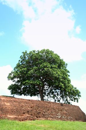 Lonely Treeの写真素材