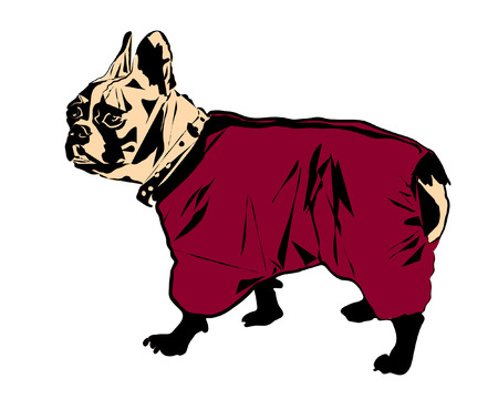 A dog in clothes. French Bulldog. Symbol of the year 2018. Vector illustrationのイラスト素材