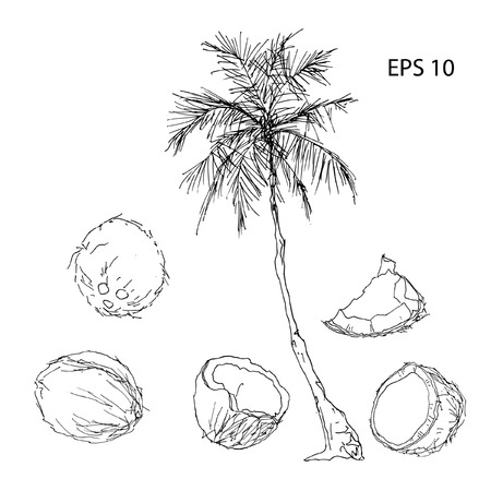 Set of tropical fruits whole and slices on a white backgroundのイラスト素材