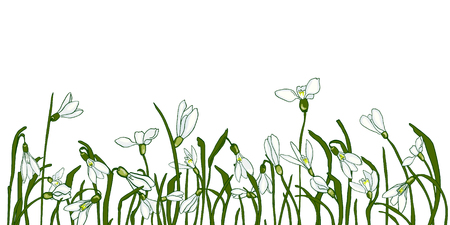 Fresh snowdrops on a white background with space for text. Card with the first spring flowers. Vector illustration of graphic snowdrops.のイラスト素材