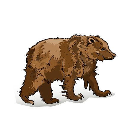 Brown bear side view close-up on white background. Wild animal stands on four paws. Vector illustration of terrestrial predaceous mammal banner.のイラスト素材