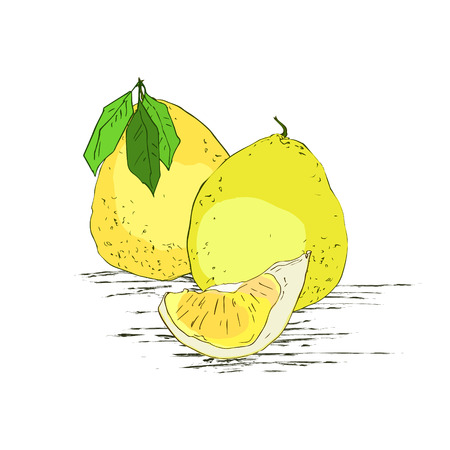 Pomelo exotic fruit whole with a leaf and a piece on a white background. Dieting vegetarian food. Pomelo painted sketch. Vector illustration.のイラスト素材