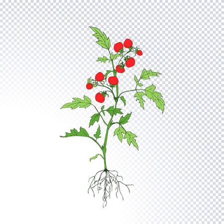 Fruiting plant tomato with ripe red tomatoes, underground roots system hand drawn in line art style isolated on transparent. Ideal for the design packaging materials, organic farm products. Vectorのイラスト素材