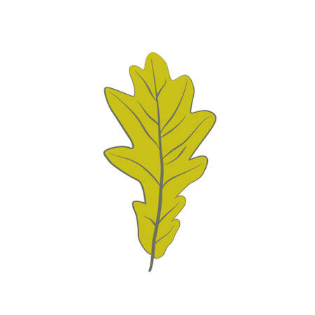 Flat vector cartoon illustration of autumn withered oak leaf. Natural fall foliage element for herbarium isolated on white background. Autumn foliage seasonal backgroundのイラスト素材