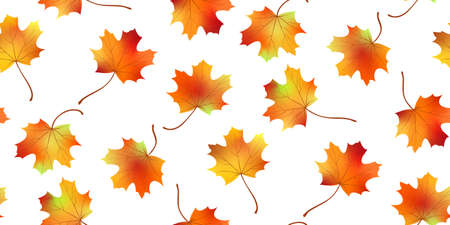 Seamless pattern bright colorful maple autumn foliage isolated on white background. Graphic design autumn symbol. Red orange yellow dry autumn leaves. Autumn foliage seasonal background. Vectorのイラスト素材