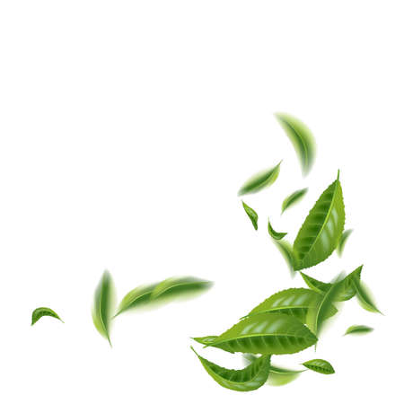 Realistic beautiful flying green tea leaf isolated on white. Leaves spring background. The Premium green tea for good health. Foliage nature plant for design, advertising, packaging products. Vectorのイラスト素材