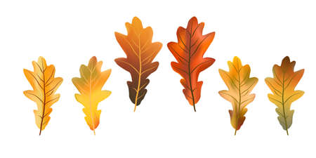 Set bright colorful autumn oak leaf isolated on white background. Graphic design autumn symbol. Red orange yellow dry autumn oak leaves. Autumn foliage seasonal background. Vector illustrationのイラスト素材