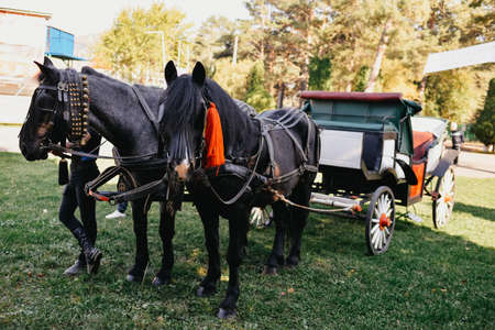 horse-drawn carriage in the parkの写真素材