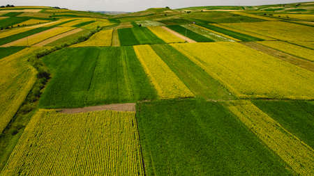 Sunflower open meadow fieldの写真素材
