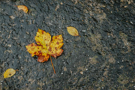 yellow leaf in the backgroundの写真素材