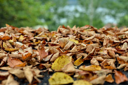 background with autumn leavesの写真素材