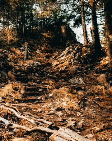 autumn in the forestの写真素材