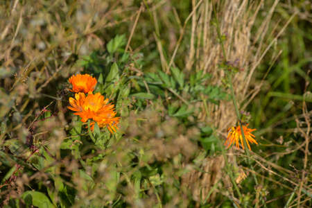: flower in the grassの写真素材