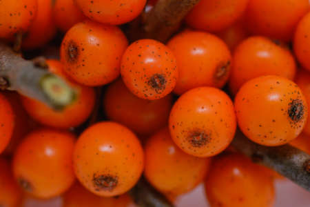 sea buckthorn fruit in the background