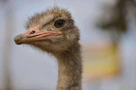 portrait of an ostrichの写真素材