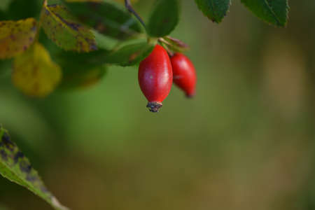 red berries on a branchの写真素材