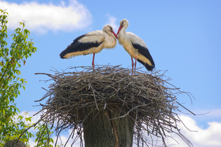 Couple of white storks in the nestの写真素材