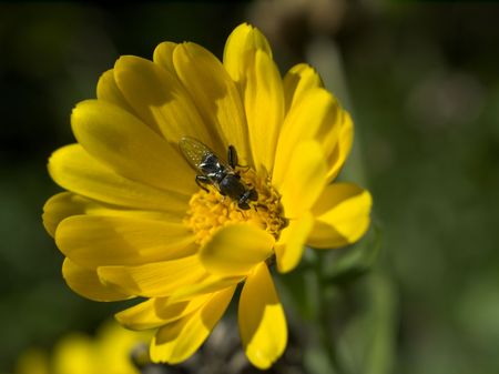 Working fly