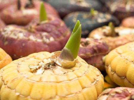 Sprout lily bulbの写真素材