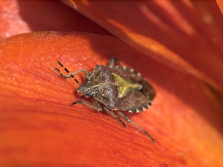 Small bug