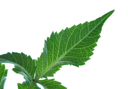 Dahlia leaves