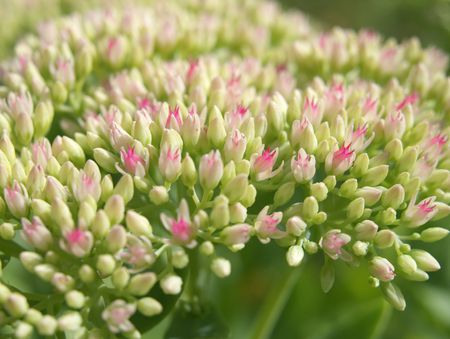 Miniature flower fieldの写真素材