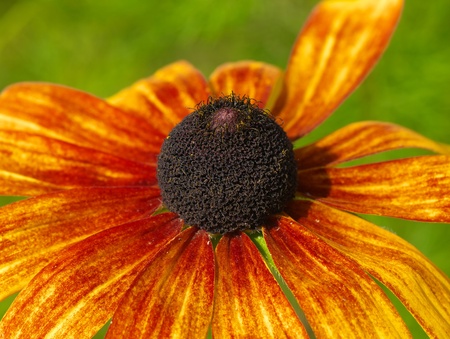 Funny rudbeckiaの写真素材