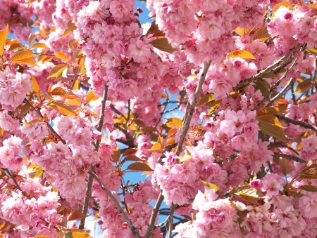 Cherry blossoms background