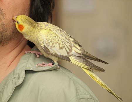 Cockatiel  Nymphicus hollandicus  parrot cleans face of man 
