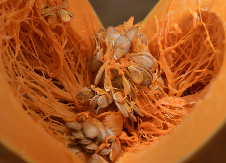 Disclosed core pumpkinの写真素材