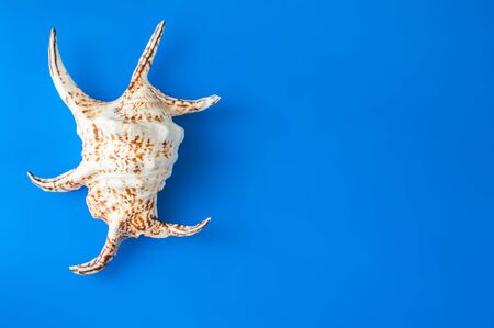 Horned shell. The concept of summer, sea, recreation, tourism. Space for text