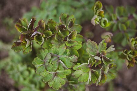 Green plant texture. Background for gardeners